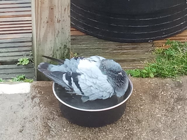 Kelvin Luscombe snapped this pigeon taking a bath in a dogs' water bowl on Eastbourne seafront, with a Sony Xperia. SUS-211122-105034001