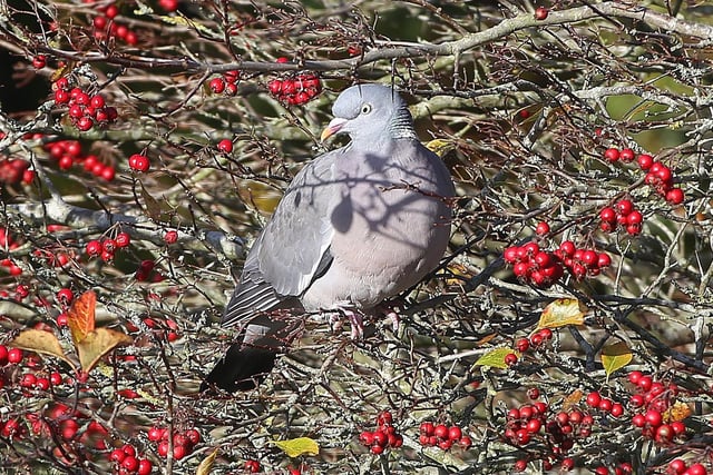 "Saw this pigeon in my garden today, obviously getting ready for a Very Berry Christmas!" said Norman Brown, who took this picture with a Canon 6D camera. SUS-211122-111259001