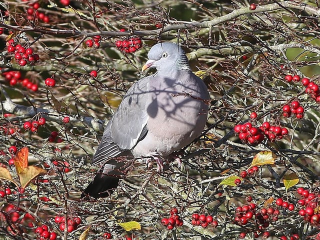 "Saw this pigeon in my garden today, obviously getting ready for a Very Berry Christmas!" said Norman Brown, who took this picture with a Canon 6D camera. SUS-211122-111259001