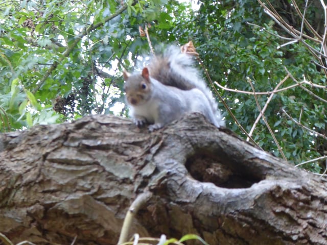 Cheeky squirrel in Hampden Park,taken on a Panasonic Lumix by Sylvia James. SUS-211122-111742001