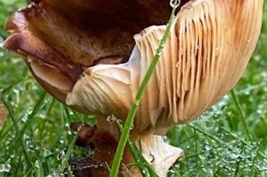 Melanie Wells came across this mushroom in Jevington. Taken with an iPhone 11 Pro Max. SUS-211122-112806001