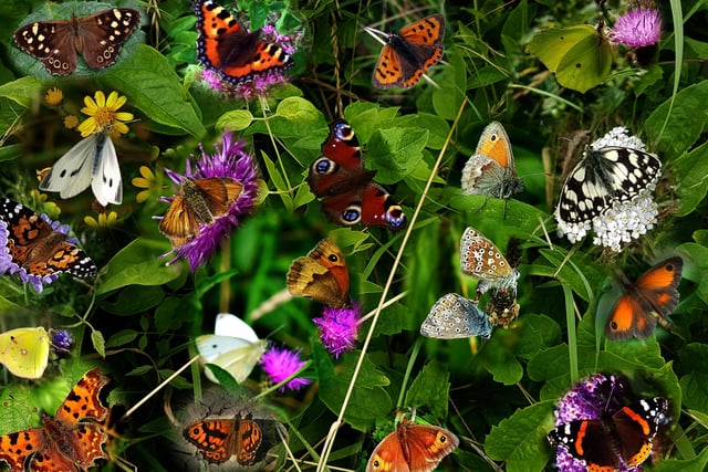 Kieron Boyle made this collage from photos of butterflies he has taken in Eastbourne in 2021. SUS-211122-113309001