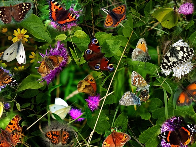 Kieron Boyle made this collage from photos of butterflies he has taken in Eastbourne in 2021. SUS-211122-113309001