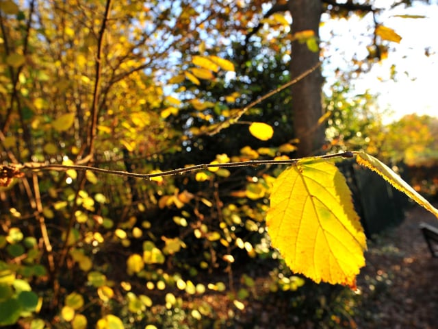 Autumn colours