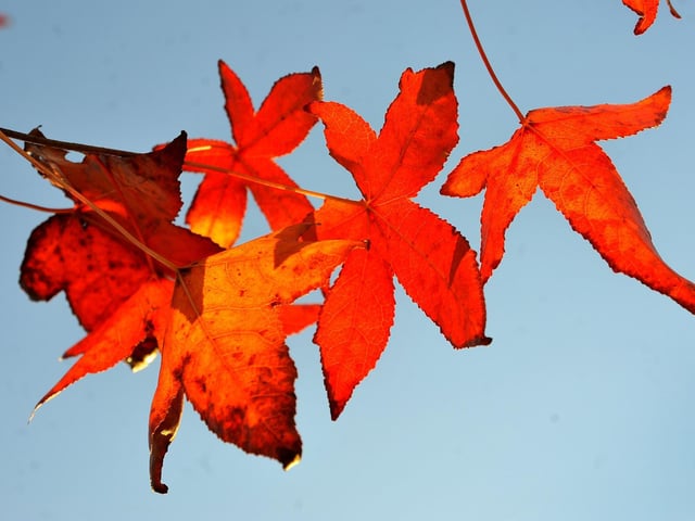 Autumn colours
