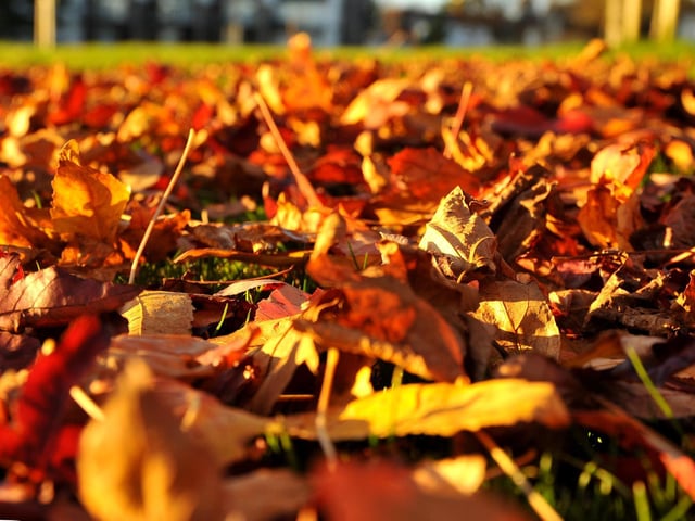 Autumn colours