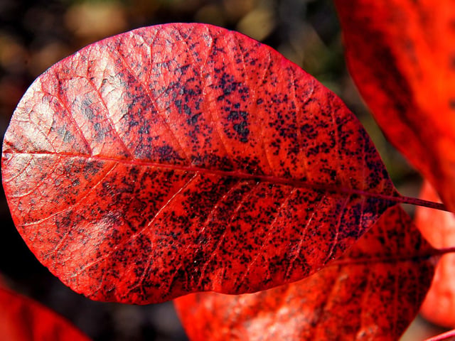 Autumn colours