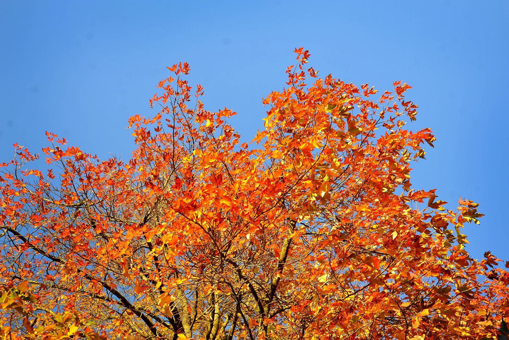 Autumn colours