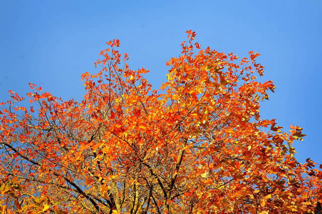 Autumn colours