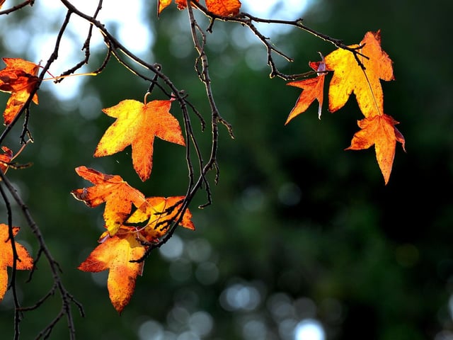 Autumn colours