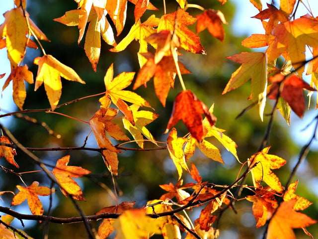 Autumn colours