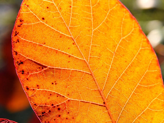 Autumn colours
