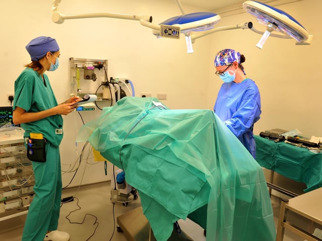 Veterinary surgeon and clinical director Laura Jenner performing orthopaedic surgery in the practice's theatre. Picture by S Robards.
