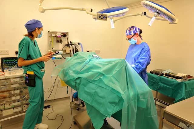 Veterinary surgeon and clinical director Laura Jenner performing orthopaedic surgery in the practice's theatre. Picture by S Robards.