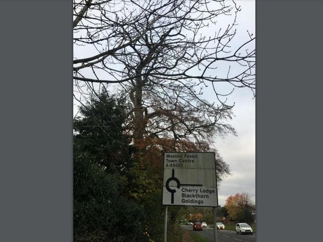 Planning Application WNN/2021/1062 - Valid From 18/11/2021
8 Beech Hide Penfold Drive, -, Northampton, Northamptonshire, NN3 9EQ
Five day notice for reduction of Beech tree by 50%, to include removal of dead wood, infected wood and dangerous branches