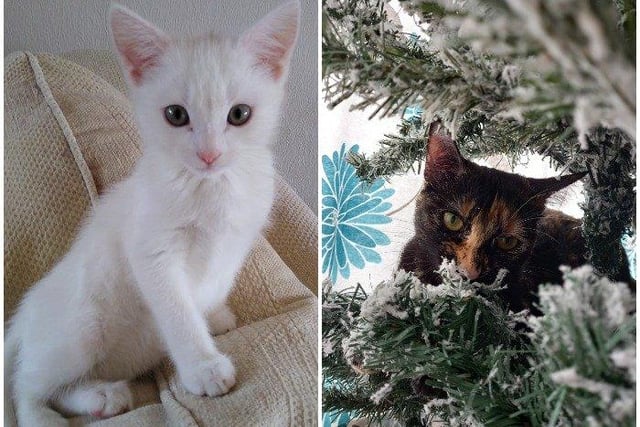 Pictures sent by Christine Lynn, left, and Jemma Mockford. Christine said: "I have this gorgeous boy who is into everything! The house has never been so minimalist and every cable is protected against teeth and claws. Definitely no tree this year and I wouldn't have it any other way."
