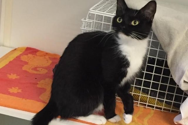 This gorgeous girl is Luna. When you first meet Luna she can be a bit shy and hidden away, but after a few sniffs and strokes, she comes out and wants to see everything going on! She will even climb on your lap for cuddles once she feels comfortable around you. RSPCA Central London Branch SUS-210212-075602004