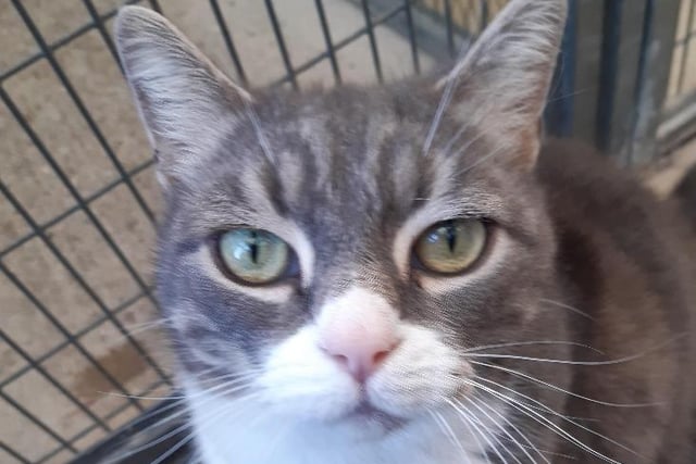 Boysie – 9 yr old grey & white male. Friendly, gentle and easy going. Would like a home with no other pets and without young children. Please only apply if you will be at home for Christmas and can offer Boysie a quiet time to settle into his new home. He will need a garden to explore in due course. Fully health checked and vaccinated.
RSPCA Hants & Surrey Border Branch SUS-210212-075452004