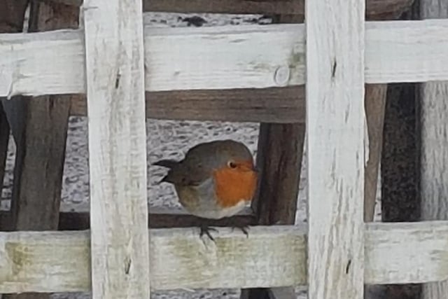 Little robin. Picture: Sarah Griffin.