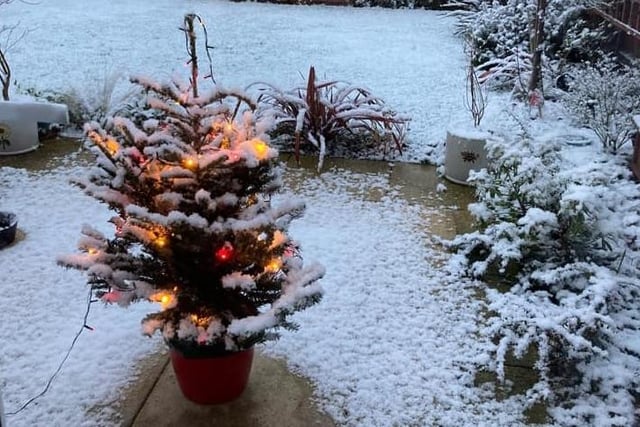 Kelly Tolin combined a real tree, outdoor lights and a dusting of authentic Rugby snow to create this lovely garden scene.