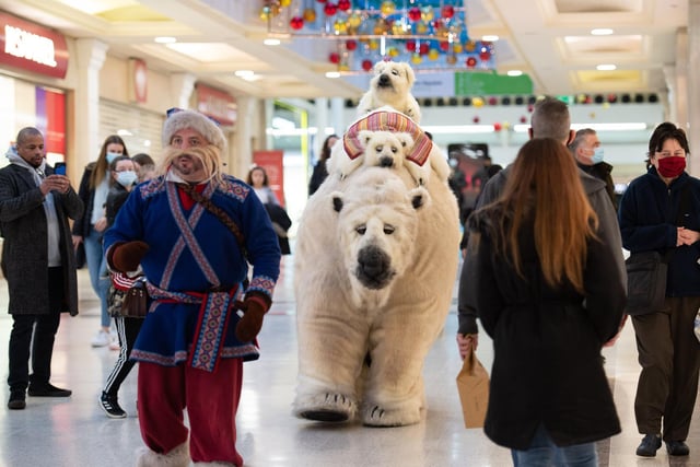 Polar bear Inka Svalbard and her gorgeous cubs were the star attraction at the Santa's Sunday event