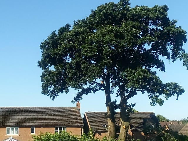 The oak tree in question in Bretton. Photo: Richard Simcox.