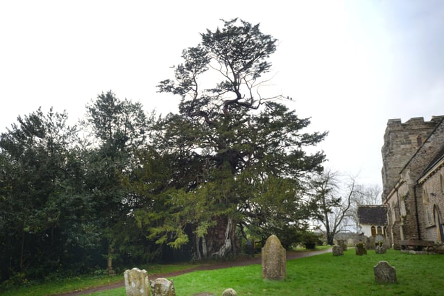 The Crowhurst Yew in the grounds of St George's Church, Crowhurst, East Sussex. SUS-210312-143617001