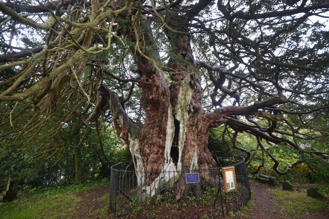 The Crowhurst Yew in the grounds of St George's Church, Crowhurst, East Sussex. SUS-210312-143643001