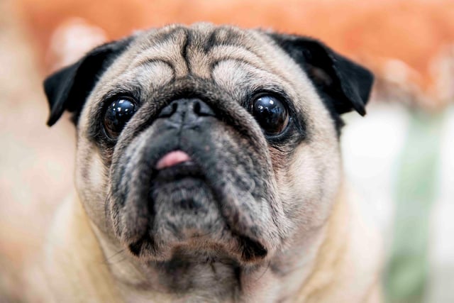 Teddy the pug is the pooch, who inspired it all. Photo by Kirsty Edmonds.