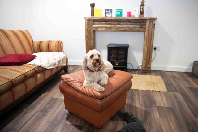 Teddy's Dog Care at The Lodge in Wootton, Northampton. Photo by Kirsty Edmonds.