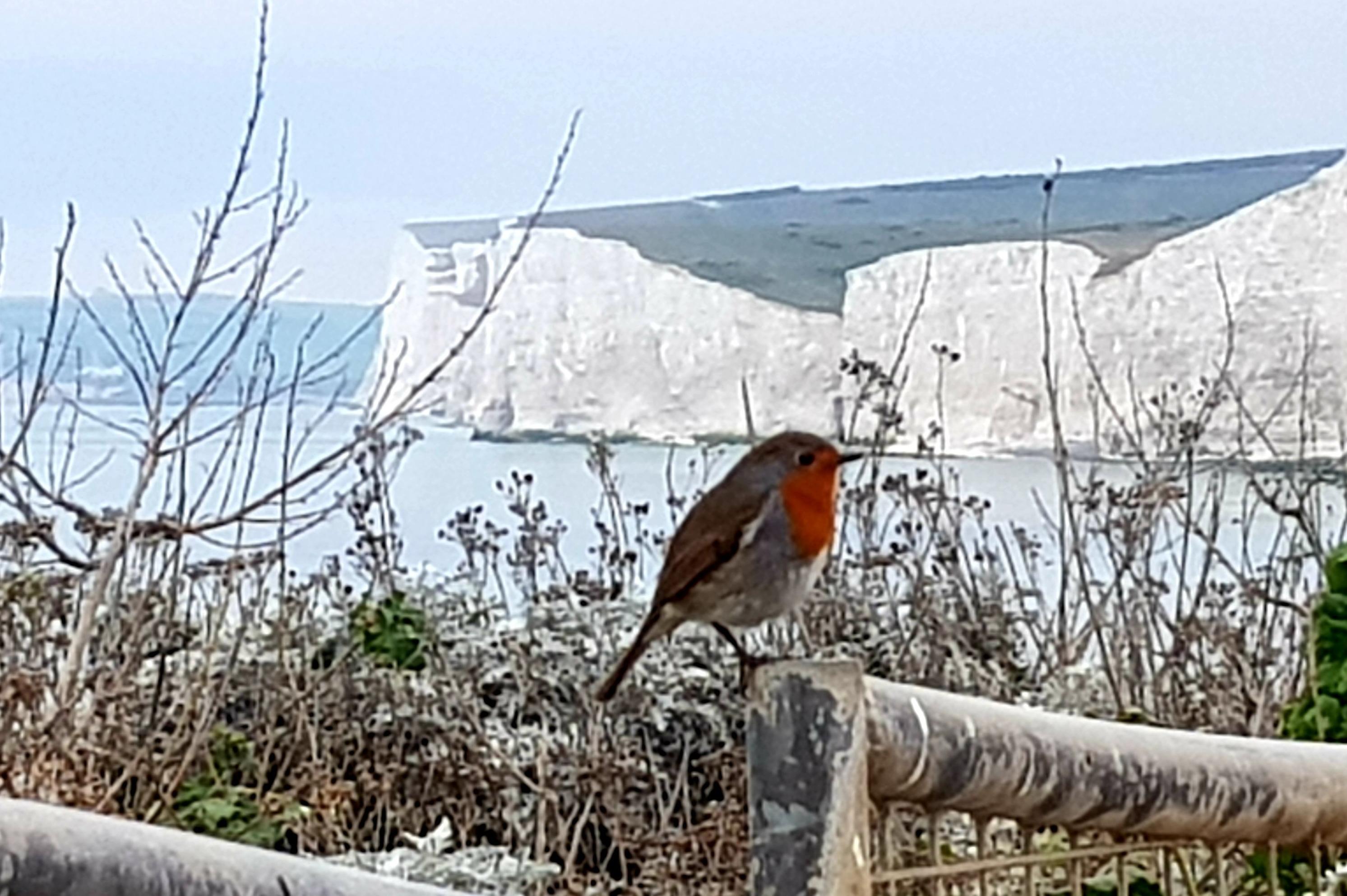 This festive shot was taken at Birling Gap by Bob Newton, with a Samsung S8. "Robin redbreast! You don't often see robins there!" he said. SUS-210812-105013001