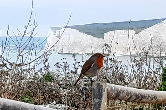 This festive shot was taken at Birling Gap by Bob Newton, with a Samsung S8. "Robin redbreast! You don't often see robins there!" he said. SUS-210812-105013001