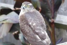 Deb Bonnett snapped this visitor to her back garden in November - a sparrowhawk. SUS-210812-105811001