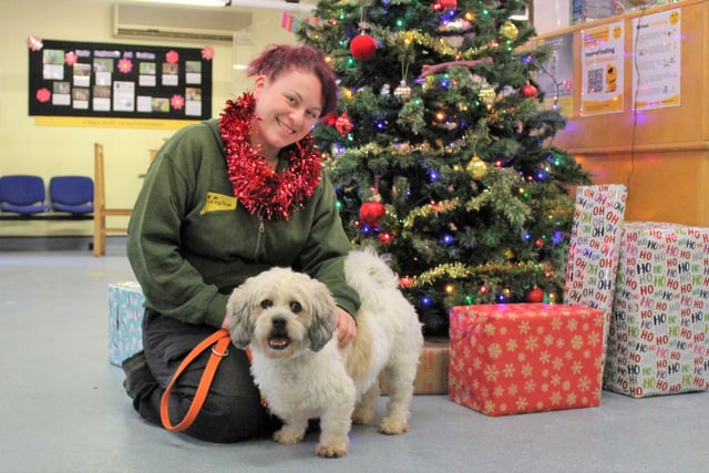 Trainer Kira Huckfield is pictured here with Bobbie. Bobbie is a four-year-old Lhasa Apso who knows what he likes and likes what he knows. He is an independent boy who will need a hands-off approach in his new adult only home, although he enjoys a fuss – on his own terms. He loves his toys and will run and run when he has the chance. He is sensitive to noise so would like a quiet home with minimal visitors and no visiting children or other pets. Bobbie’s new owners will need to live close to Dogs Trust Kenilworth to give him the best chance of settling into his new home.