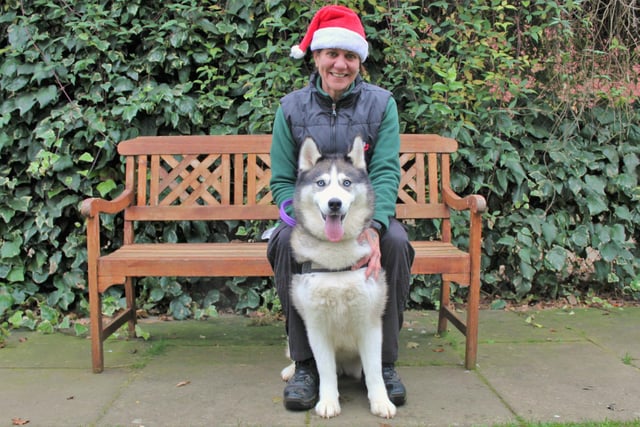 Gypsy is pictured with Canine Carer Gina Francis. Siberian Husky, Gypsy, is six and arrived at the rehoming centre in spring, so the team are really hoping it won’t be too much longer before she finds her forever home. Gypsy is looking for an adult only home with minimal visitors as she is wary of strangers. Although she loves heading out on walks, she doesn’t like to bump into other dogs so she will need to be walked in quiet areas so she can truly relax and enjoy herself. She loves her food and chasing toys so this will help her new owners build a bond with her. She will need a secure garden to relax in with no neighbouring dogs and as she is a big girl the fencing will need to be at least six feet. The team are confident that with patient owners that are happy to help her overcome her anxieties, Gypsy will make a lovely, loyal canine companion.