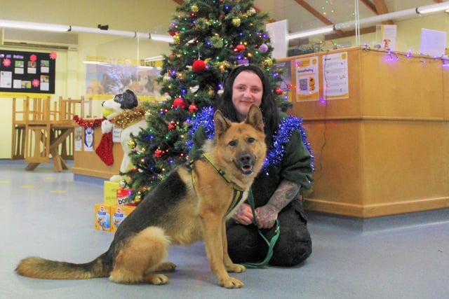 Roxy with Canine Carer Shannon Madden. German Shepherd Roxy, who is five, was sadly found as a stray and understandably can sometimes find the world overwhelming, but with a little help from her new family the team know she will be a wonderful four-legged friend in the right home. They describe her as sweet, intelligent, playful and a foodie! She enjoys walks in the countryside but will also enjoy relaxing in a garden of her own. She needs a home without children or other pets and will need to meet her owners several times at the centre.
