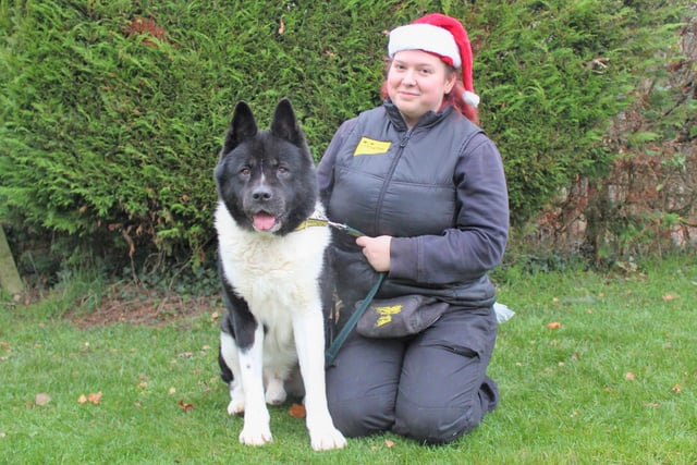Kaida with Canine Carer Kimberley Corrigan. Ten-year-old Akita Kaida arrived at the centre more than two months ago after his owner’s circumstances changed, and the team are surprised that this lovely, friendly boy hasn’t found his special someone yet.  Although he is an Older Age Pooch (OAP) he loves to head out on a walk and could live with children aged ten and over who are confident around large, playful dogs. He would like to be the only dog in the home but is happy to meet up with four-legged friends on walks. He has lived outside previously so it may take a little time for him to get used to living indoors, but the team are confident that he will soon adjust to all his home comforts. He will need a secure garden to play and relax in and as he isn’t used to being left home alone, he will need his owners to be around with leaving times being gradually built up.
