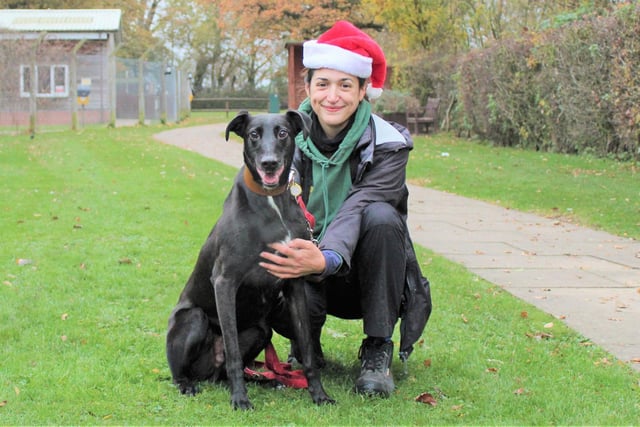 Barney is pictured with Trainer Sarah Couch. Barney’s biggest loves in life are his toys and tasty treats! This seven-year-old Lurcher loves heading out on a day trip for a long walk and fun adventures where he can meet up with his doggie friends. He’d be happy to share his home with a family without children – he can live with young adults aged 18 and over. He is a sensitive boy so would like to be the only pet and he would like his family to be able to spend lots of time with him as he doesn’t like to be on his own. Barney will need to meet his new owners several times at the rehoming centre before heading home.