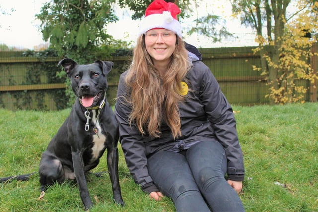 Bailey with Canine Carer Megan Gourlay. Crossbreed Bailey came to Dogs Trust at eight months old and is hoping that he will be settled with a new family before he celebrates his third birthday. He is a clever boy and with the help of the team at Dogs Trust Kenilworth he has started to build his confidence and has found a love of toys, particularly chasing a ball. 

He will benefit from getting to know his new owners before he heads home so they will need to meet him many times. That way he can build a bond with them and the training team can share their understanding of Bailey and show them how to help him become the best he can be. He would suit a quiet, rural home with a secure garden.