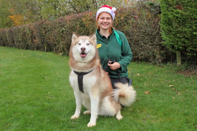 Canine Carer Sophie Lewis with Siren. Siren, a six-year-old Siberian Husky, loves his food and toys. His biggest dislike in life is being left on his own. He is a typical Husky – he loves to investigate and explore and can be vocal, so you always know he’s around! He is a clever boy and will need his owners to have the time to keep his brain as well as his body active – that's when he is happiest. His adventurous nature means he has earned the nickname of Houdini so he will need a garden with six-foot fencing that is secure. He will be best suited to an adult only home where he is the only pet so he can lap up all the attention, and he would like a home where his owners are around most of the day.