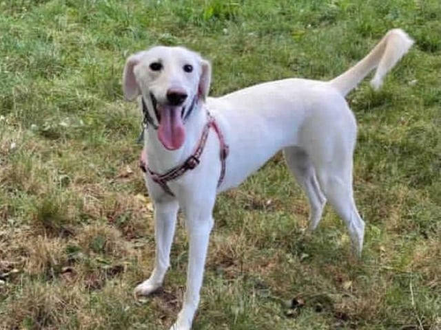 This lovely girl is Tati. She arrived in our care after being removed from unsuitable living conditions. After spending a bit of time adjusting and getting to know the kennel staff she is ready to go out into the big wide world!

It's likely that Tati has never lived in a home prior to coming here and will therefore need training from scratch including toilet training. To achieve this, she will need someone at home for most of the day and then gradually build her up to being left home alone.

Tati has always been around other dogs and would benefit from going to a home with another medium/large neutered male dog however a home with no cats or small animals is a must due to her high prey drive.

It takes a little bit of time for Tati to bond and feel comfortable with new people so she will take alot of time and patience with her new owners. Tati is looking for an home with experienced dog owners who have had nervous rescue dogs before. She will require a large enclosed garden with secure 6ft fencing