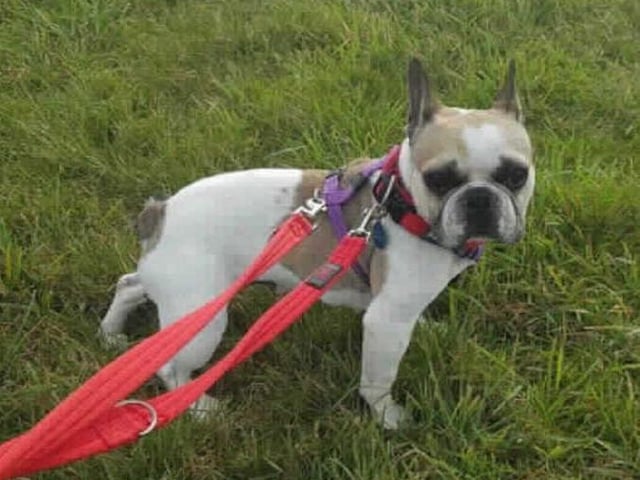 **Amelie has been returned to our centre due to her behaviour around other dogs, please read her write up fully before applying to rehome her as she has some very specific requirements**
This little sweetie arrived in our care as she was found living in unsuitable conditions. It's quite possible that poor Amelie has never lived in a home before and will therefore quite possibly need full training from scratch.
On arrival, it was discoverd that Amelie was struggling with her breathing and has since gone on to have BOAS surgery at one of our animal hospitals to help her cope better. This has given Amelie a much better quality of life however new owners will need to monitor her breathing in the future especially during the summer months.
Amelie has clearly had little socialisation with the great outdoors and can be wary of new things. She is reactive on the lead with other dogs so new owners will need to be willing to work with this and get her attention on them when passing other dogs.