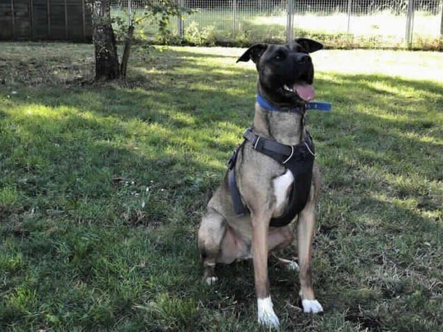 Alfie is a gorgeous young boy who is looking for loving family. He came from another animal centre and is now desperate to find a new permanant home after spending such a long period of time in a kennel environment. Alfie is a big goofball who loves having a mad five minutes and ending up squished under your arm for a cuddle. He is very intelligent and knows a vast amount of commands which he is happy to show you for a good treat or some peanut butter. Alfie walks nicely on lead but can get a little anxious walking past unknown dogs and will mouth his lead. We believe this behaviour is frustration and once he is off site he is much calmer. We have managed to mix him with other dogs here at the centre and with slow and gradual introductions, he enjoys a good rough and tumble. Alfie can get a little restless and doesn't like to be confined to one small area. He can find it quite hard to settle when he is left by himself and resorts to crying and trying to get out.