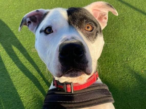 Chase is an affectionate 18 month old Staffordshire Bull Terrier looking for his forever home.
Chase has a really sweet nature and just wants to be in the company of people so would love a home where he will be with people most of the time. He adores cuddles and fuss and just wants to be showered with love.
Chase enjoys his walks and is generally good on the lead but may need a little training to help with this. He is a young boy, who loves to play so would suit a family home that can match his fun-loving ways. Chase does enjoy meeting other dogs but may benefit from some further socialising.
Chase is a loving boy who could go to a family home with children over the age of 14 years who are familiar with the breed. He needs to be the only dog in the home and is not suited to living with cats or small furries. Chase would love a home where he can spend lots of time with his new family.