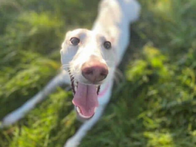 This sweet girl is Mila, she arrived in our care with several of her friends after they were removed from unsuitable living conditions. After spending a bit of time in our care she is ready to begin looking for her forever home.

It's likely that Mila has never lived in a home prior to coming here and will therefore need training from scratch on how to behave in a home. To achieve this, she will need someone at home for most of the day and then gradually build her up to being left home alone.

She has always been around other dogs and would benefit from going to a home with another neutered dog where she can learn how to be in a home and also have a play mate! We are however looking for a home with no cats or small animals due to her high prey drive.

Once Mila gets to know you she really lets her playful (and cheeky) side show, she is however nervous of new people so several visits will be needed to make her feel more comfortable.

Mila is looking for an home with experienced dog owners