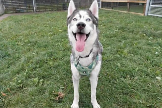 Meet our beautiful boy Reggie. Reggie came to us from a RSPCA branch after needing some more structured training. After being assessed by our team and taking some time to learn how to behave, we are happy to try find him his forever home! Reggie does have an eye condition that can be discussed further with the veterinary team.

Reggie is looking for a home with Husky experience as he has bundles of energy, high prey drive and loves to sing. He is an incredibly loving boy who has plenty of sass and that typical husky dramatic personality.

We are looking for a home with no other pets for Reggie as he requires a lot of attention, although he is sociable with other dogs. Reggie will need an adult only home, although we could consider homes with children aged 16+. This would be based on introductions made at the centre.

Reggie is a bit of a Houdini and is quite the escape artist, so will need a home with secure 6ft fencing and secure gates. He is strong on the lead.