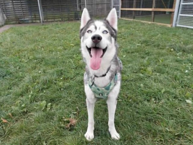 Meet our beautiful boy Reggie. Reggie came to us from a RSPCA branch after needing some more structured training. After being assessed by our team and taking some time to learn how to behave, we are happy to try find him his forever home! Reggie does have an eye condition that can be discussed further with the veterinary team.

Reggie is looking for a home with Husky experience as he has bundles of energy, high prey drive and loves to sing. He is an incredibly loving boy who has plenty of sass and that typical husky dramatic personality.

We are looking for a home with no other pets for Reggie as he requires a lot of attention, although he is sociable with other dogs. Reggie will need an adult only home, although we could consider homes with children aged 16+. This would be based on introductions made at the centre.

Reggie is a bit of a Houdini and is quite the escape artist, so will need a home with secure 6ft fencing and secure gates. He is strong on the lead.