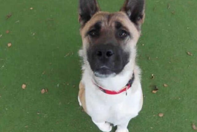 This sweet girl is Skye. She came into our care after being found as a stray. Whilst small for her breed, she certainly makes up for it in personality. This cheeky girl loves to play and run about! She is incredibly gentle natured and will offer you a paw in exchange for a fuss.

Skye has a deformed front leg, we believe her leg has more than likely been like this her whole life. Although it's a little strange to look at, it doesn't cause her any problems at the moment and she actually uses it especially when she is running!

Skye can be quite strong on the lead. Because of this, we have trained her to walk on a headcollar. This makes her a lot easier to walk. She will need to continue this training with her adopters. Skye shows little interest in other dogs and shows no aggression. After a quick hello, she will continue on her way. Because of this, we think she would prefer to be the only dog in the home.