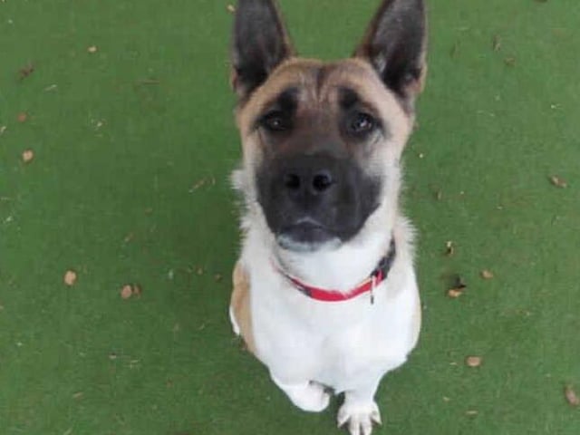 This sweet girl is Skye. She came into our care after being found as a stray. Whilst small for her breed, she certainly makes up for it in personality. This cheeky girl loves to play and run about! She is incredibly gentle natured and will offer you a paw in exchange for a fuss.

Skye has a deformed front leg, we believe her leg has more than likely been like this her whole life. Although it's a little strange to look at, it doesn't cause her any problems at the moment and she actually uses it especially when she is running!

Skye can be quite strong on the lead. Because of this, we have trained her to walk on a headcollar. This makes her a lot easier to walk. She will need to continue this training with her adopters. Skye shows little interest in other dogs and shows no aggression. After a quick hello, she will continue on her way. Because of this, we think she would prefer to be the only dog in the home.