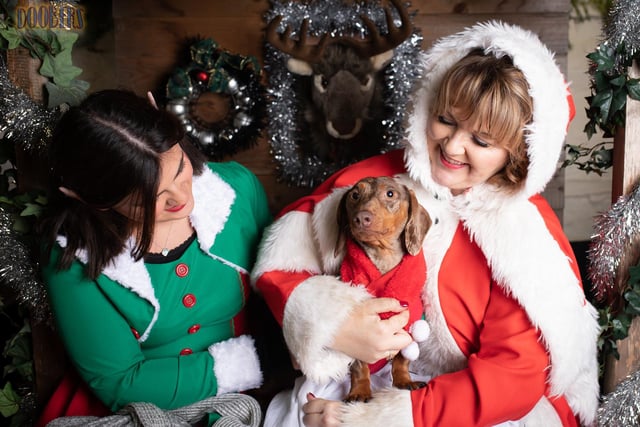 Mother Christmas and her Elf hosted Secret Santa presents for the dachsies